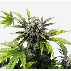Vanilla Diesel genetics, Фасовка: 3+1